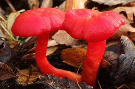 Scarlet Waxcap Hygrocybe Coccinea Wild Mushrooms Stuffed Mushrooms Kingdom Fungi