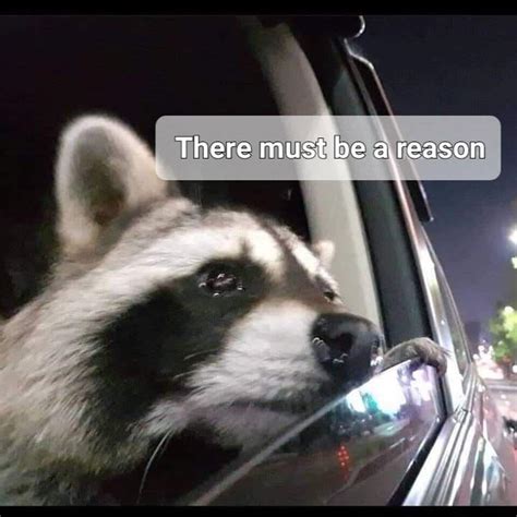 Raccoons Feel It Too Rdepressionmemes