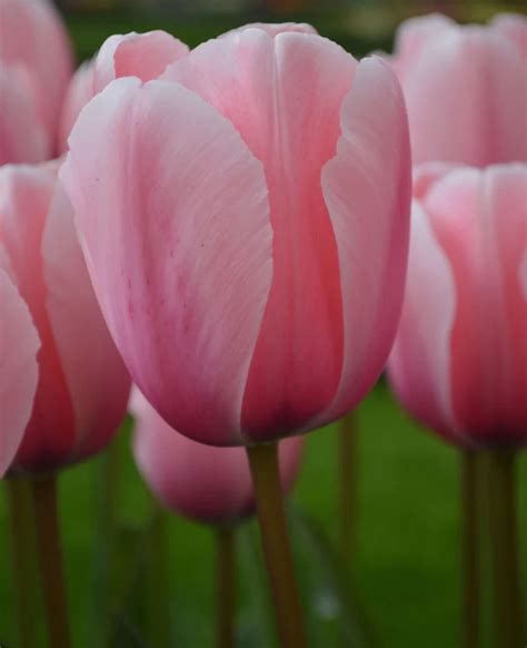 Tulip Salmon Impression Dutchgrown Dutchgrown Pro Bulb Flowers