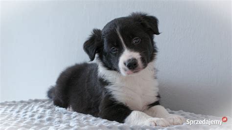 Border Collie ZKwP FCI Warszawa Sprzedajemy Pl