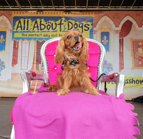 All About Dogs Show Norfolk Showground And Events Centre