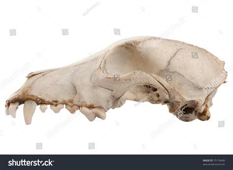 Cutout Of Canine Dog Skull With Jagged Teeth Stock Photo 75176446 ...