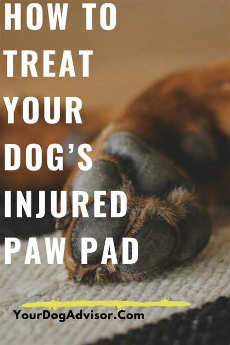 How To Treat Your Dogs Injured Paw Pad Your Dog Advisor