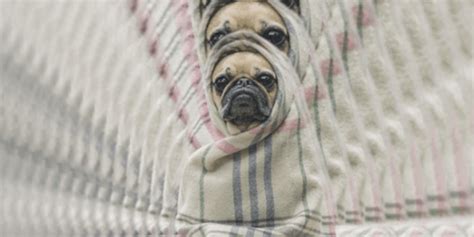 The Pug In A Rug