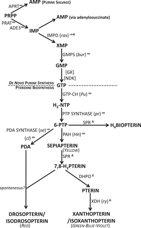 De Novo Purine And Pteridine Biosynthesis Pathways Indicating Key Gene