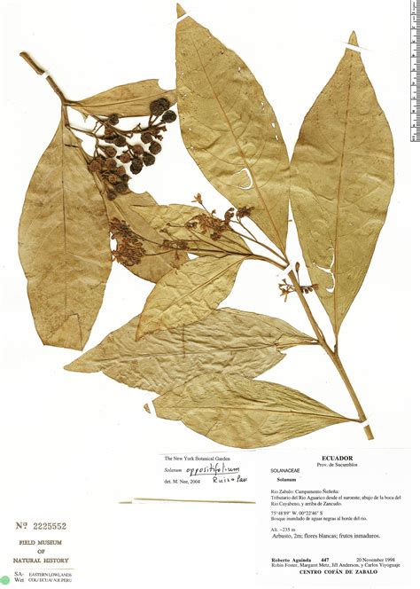 Solanum oppositifolium Herbário Rapid Reference The Field Museum