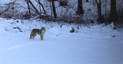 More Coyote Sightings In Macomb County Neighborhoods Cbs Detroit