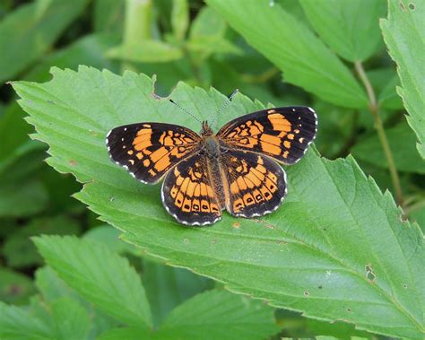 Maryland Butterflies