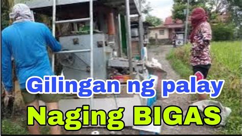 Umani Ng Konting PALAY At Ngayon Ay Magiging BIGAS Na Po