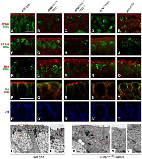 Apical Basal Polarity Of The Ectodermal Epithelium Is Disrupted In Apkc Download Scientific