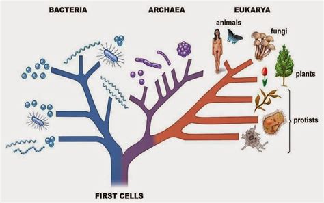 Ciencias Naturales Flashcards