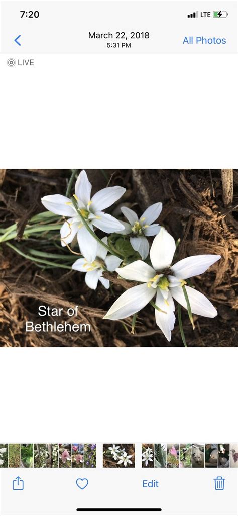 Pin By Deborah Mcneese On Plant Names Star Of Bethlehem Plants Olive