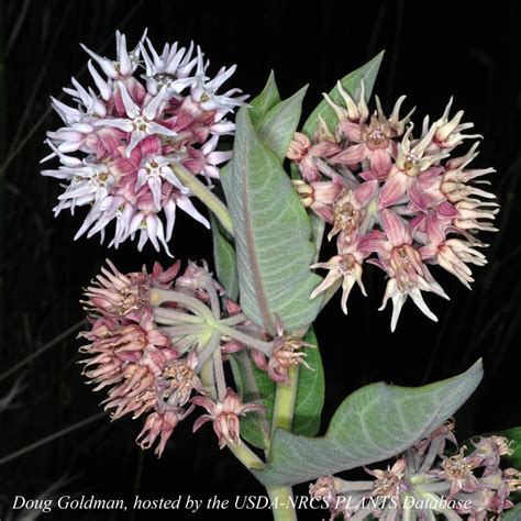 Asclepias Speciosa Showy Milkweed Prairie Moon Nursery Off