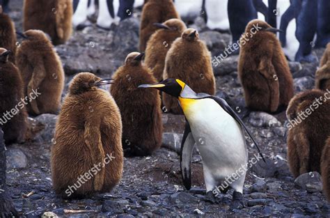 King Penguin Aptenodytes Patagonica Chick Creche Editorial Stock Photo