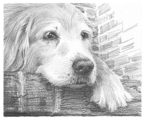 Old Labrador Dog Resting Pencil Portrait Drawing By Mike Theuer Fine