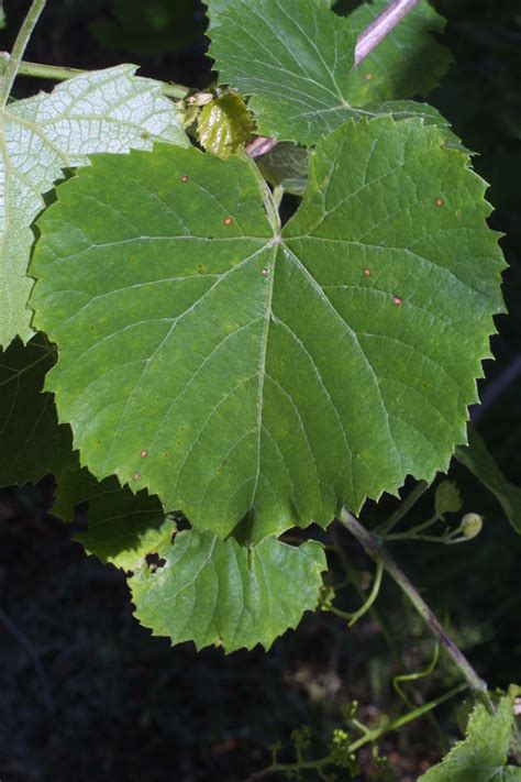 Vitis vulpina | CLIMBERS