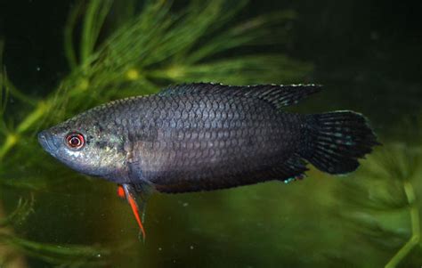 Macropodus Spechti Black Paradise Fish Macropodus Opercularis