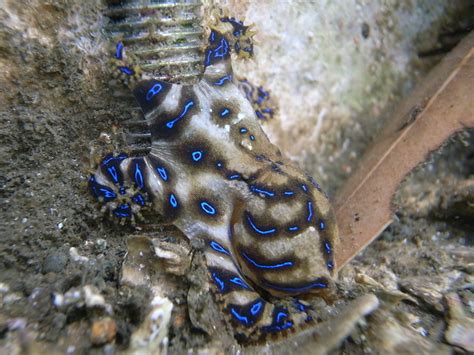 Blue Ringed Octopus Hapalochlaena Maculosa The Tro Flickr