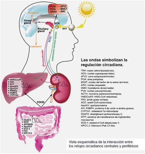 ¿qué Es La Melatonina