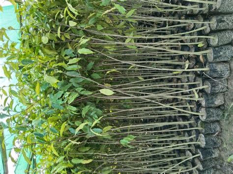 Green Aquilaria Khasiana Agarwood Plant, For Plantation, 10 Feet at ...