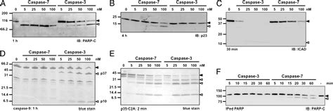 Caspase 7 Uses An Exosite To Promote Poly ADP Ribose Polymerase 1