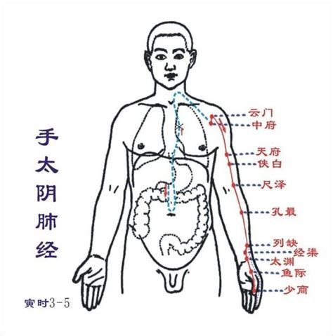 手部經絡穴位圖——手太陰肺經圖 每日頭條