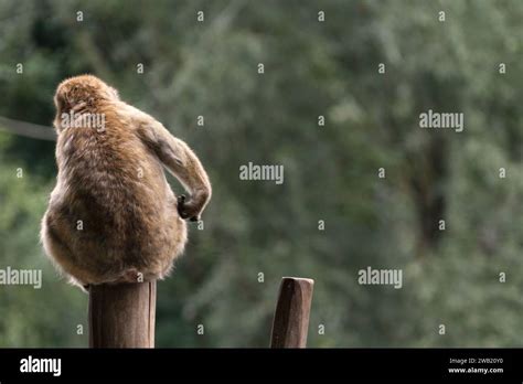 Poils De Singe Hi Res Stock Photography And Images Alamy