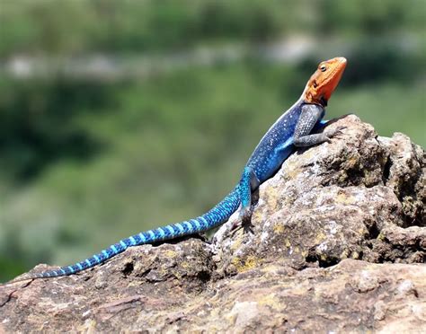 Lagarto De Fuego Caracter Sticas H Bitat Y Curiosidades