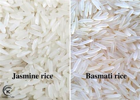 7 Differences Between Basmati Vs Jasmine Rice K Agriculture