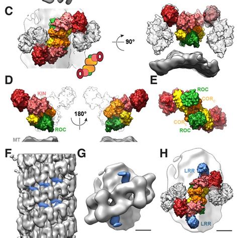 The In Situ Architecture Of Lrrk Bound To Mts A Schematic