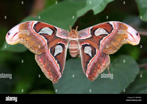 Atlas moth cocoon hi-res stock photography and images - Alamy