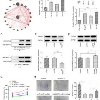 Pkmyt Knockdown Inhibits The Migration Invasion And Emt Of Scc