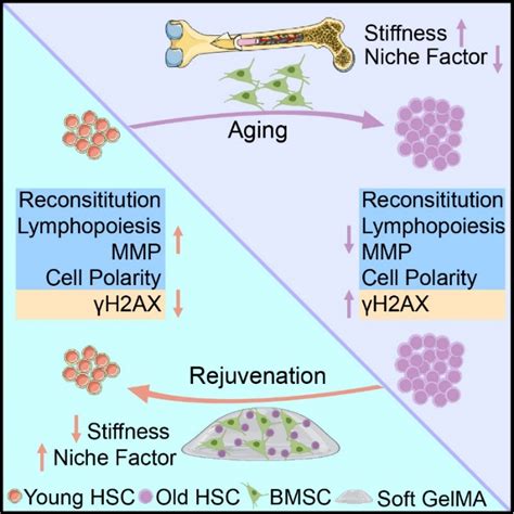 Cell Stem Cell