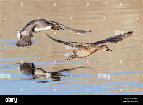 Pair Of Northern Pintail Ducks In Flight Anas Acuta Bolsa Chica