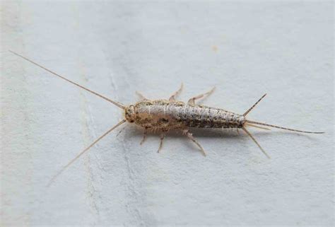 Silverfish Pest Control Guide Rest Easy Pest Control Nassau County