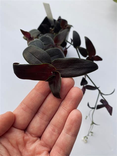 Black Tradescantia Jose Puig Gibasis Starter Plant ALL Etsy