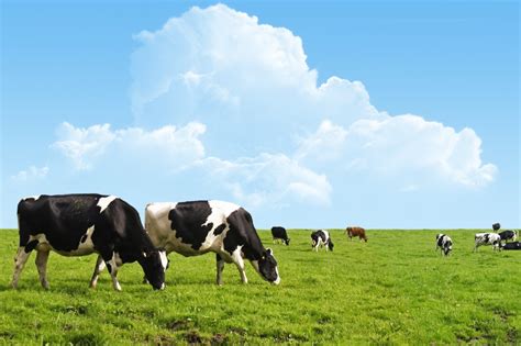 Reducing The Carbon Footprint On Irish Dairy Farms ICBF