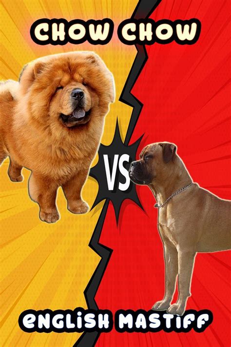 Chow Chow VS English Mastiff - World Strongest Dog Bite Force ...