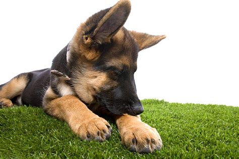 10 German Shepherds Scratching Stock Photos Pictures And Royalty Free