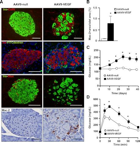 Aav Mediated Vegf Overexpression In Cells Increased Islet