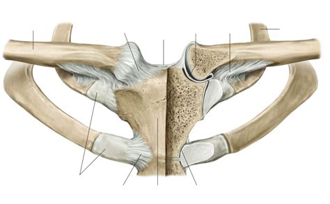 The Sternoclavicular Joint And Its Ligaments Anterior View Anatomy Diagram Quizlet