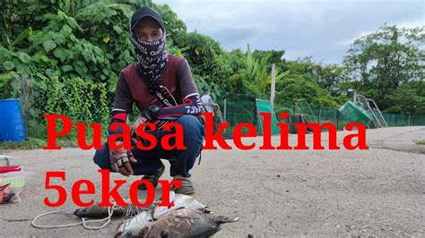 Casting Siakap Putih MJ Kolam Air Masin Dkarak Udang Kopek YouTube