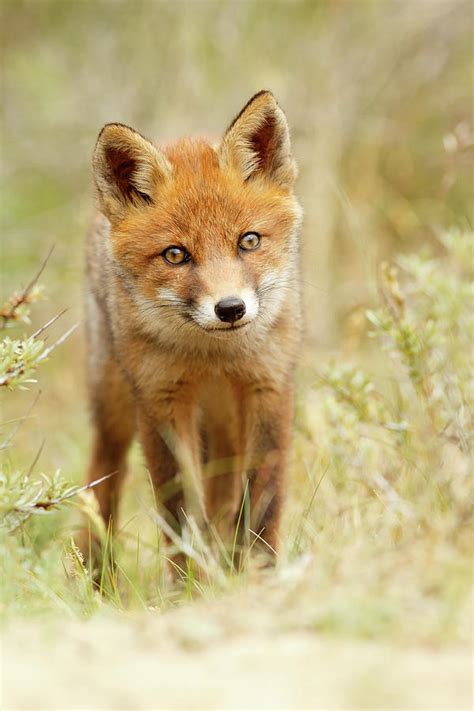 Cute Young Red Fox Cub Photograph By Roeselien Raimond Pixels