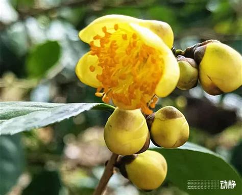 野性贵州 有问必答丨世上唯一有香气的金花茶在贵州，被誉为植物界“大熊猫”熊猫新浪新闻