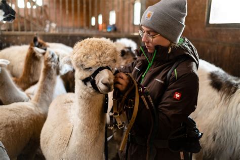 Standard Grundlagenkurs Lama Alpaka Orenda Ranch