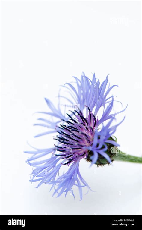 Close Up Of A Centaurea Montana Or Perennial Cornflower Against A White