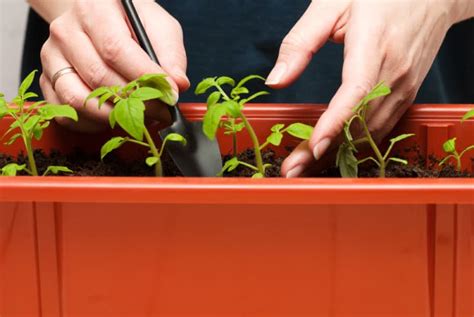 How To Grow Tomatoes Indoors - No Garden, No Problem!