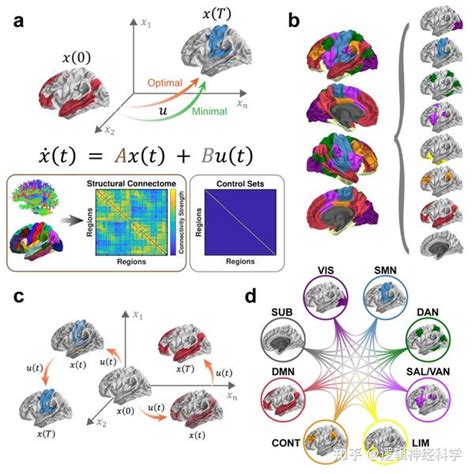 Sci Adv︱中国科学技术大学心理学系何晓松等揭示网络控制理论应用于脑科学研究的生理基础 知乎