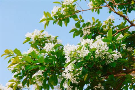 Chionanthus Retusus Images Browse 500 Stock Photos Vectors And