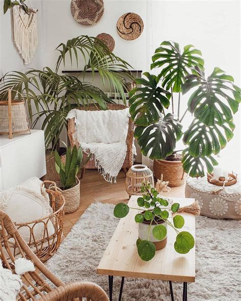 Beautiful Tall Indoor Plants For Living Rooms